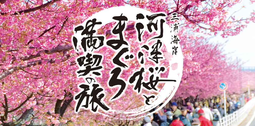 河津桜とマグロの旅